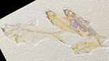 Diplomystus & Knightia Fossil Fish Plate - x #42498-1